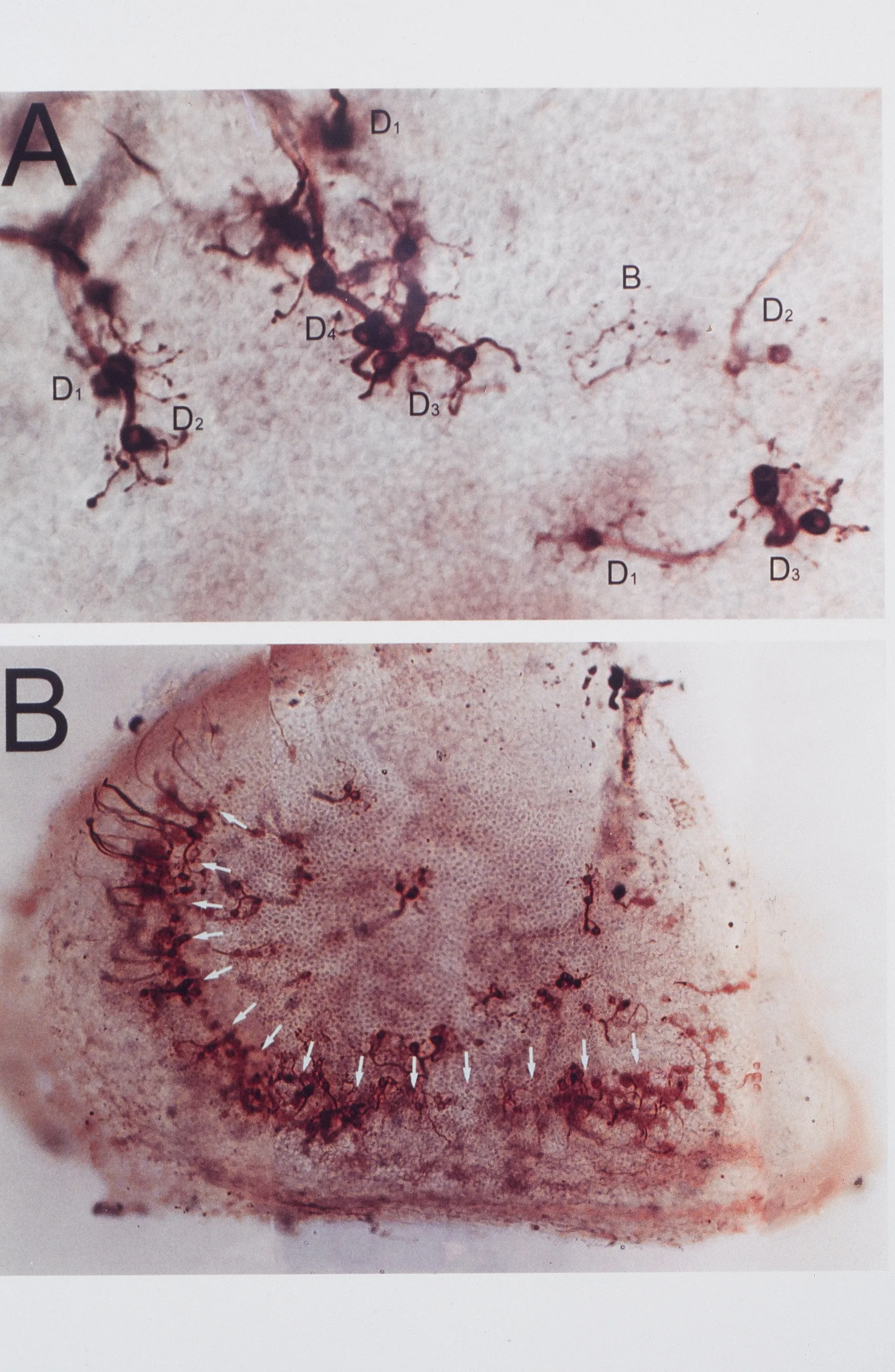 The Inner Ear, image 2 of 4