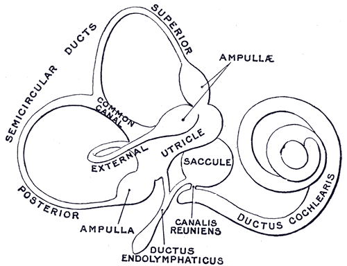Illustration: The Inner Ear