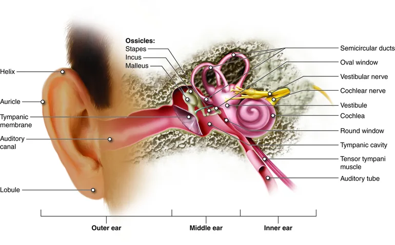 A comprehensive diagram of the vestibule. The image provides an overview of the vestibular system's anatomy, demonstrating how these structures work together to maintain balance and detect motion..